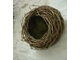 coppiced ash nest