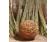 large willow sphere