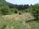 living willow sphere
